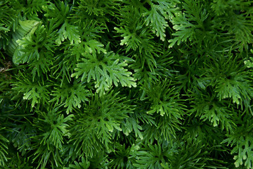 Green Leaf Plants as Texture Background