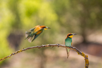 European Bee-eater, beautiful colorful bird sitting on a twig,Merops apiaster