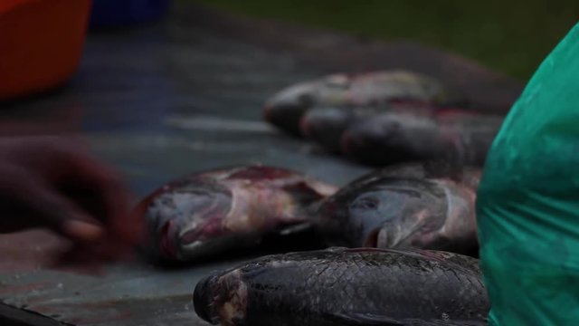 Close-up of Tilapia fish being handled by fishermen's hands on a table in Kalangala, Uganda (Lake Victoria). Fish are turned over while gasping for air.
