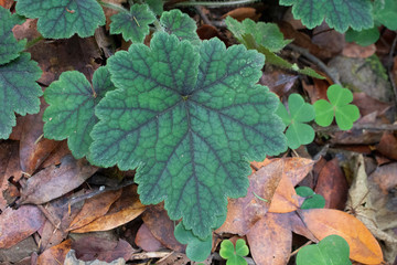 Leaf