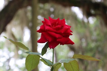 red rose in garden