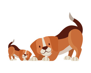 beagle dogs pet on white background