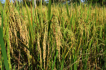 Ears of yellow paddy rice plant on field, Thailand 