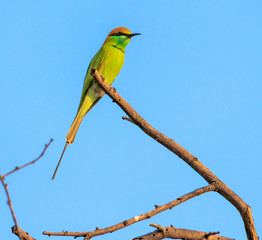 A little bee-eater is seen siting in a branch
