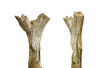 Dead Tree Trunks Isolated on White Background