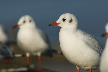 A beautiful Black-headed Gull (Chroicocephalus ridibundus) .
