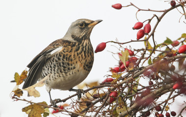 A pretty Fieldfare (Turdus pilaris) eating berries. A winter visiting bird to the U.K.