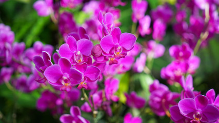Obraz na płótnie Canvas moth orchids in the flora garden