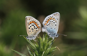 A mating pair of  beautiful Silver-studded blue Butterfly (Plebejus argus) perching on top of a gorse bush in the UK.