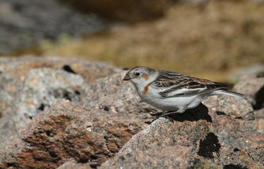 A female Snow Bunting (Plectrophenax nivalis) in summer plumage,  high in the Scottish mountains.