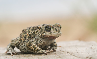 A magnificent Natterjack Toad (Bufo Epidalea calamita).  A very rare Amphibian in the U.K.