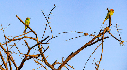 Two bee-eater is sitting on a branch of tree in a sunny morning