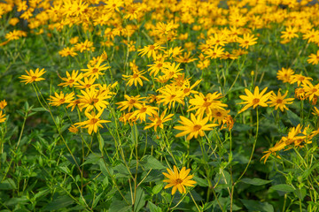 Thymophyllia,yellow flowers, natural summer background, blurred image, selective focus
