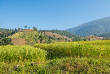 Fototapeta na wymiar Rice fields on the hill Ready to harvest 