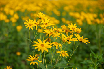 Thymophyllia,yellow flowers, natural summer background, blurred image, selective focus