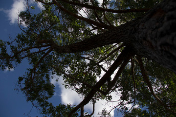 Fototapeta premium tree and blue sky