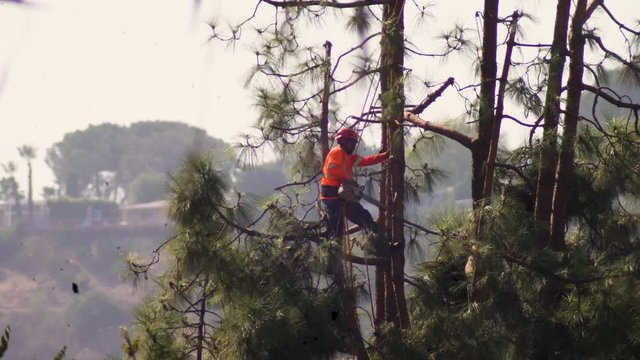 An arborist performs tree surgery pruning with a chainsaw and hanging from a harness on ropes, jumping between branches very high above the ground.