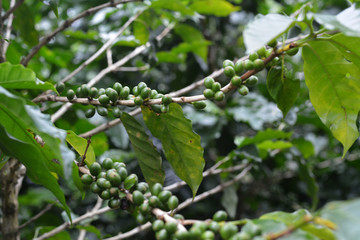 Coffee Tree Detail
