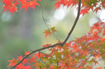紅葉
