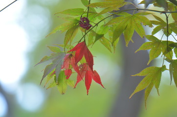 紅葉