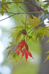 紅葉
