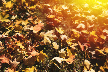 Raking leaves in the autumn fall weather.