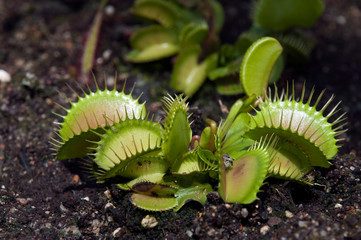 Sydney Australia, Venus flytrap in garden bed  © KarinD