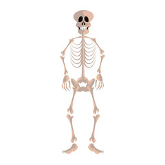 skeleton human on white background