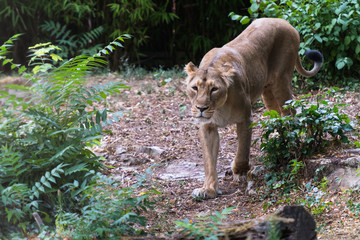 Löwin auf Kontrollgang