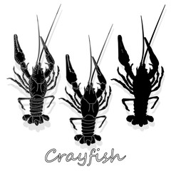 Crayfish vector illustration on a white background. Monochrome rayfish isolated on white.
