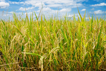 rice field at north Thailand, nature food background