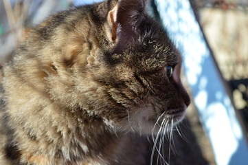 portret cat © Светлана Симкина