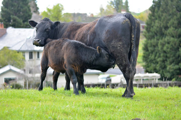 Fototapeta premium Mom and Calf Feeding