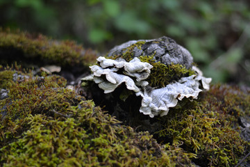 Moss and Mushroom on Stone