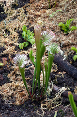 Sydney Australia, Sarracenia leucophylla or white pitcher plant 