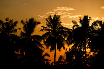 Obraz na płótnie Canvas Black silhouette, coconut trees and light in the morning.