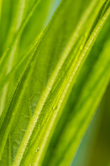 Fototapeta na wymiar fresh green long leaves background texture