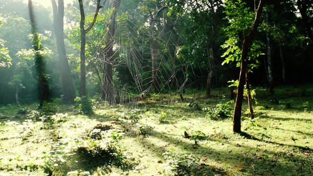 Spider web in the forest with beautiful natural lighting. Flat plane