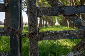 Old wooden gate closed with a rusty chain and a grove on the back with a lot of depth of field