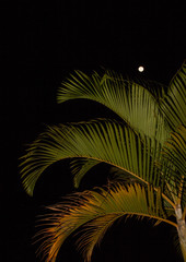 palm tree silhouette