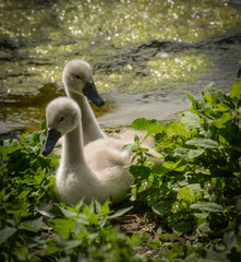 Baby Swans