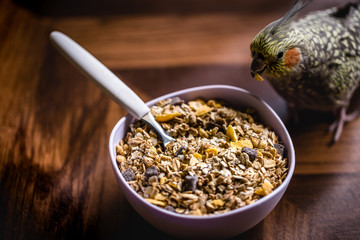 small pet bird, domestic, a calopsita, feeding on a bowl of cereals