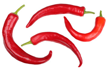 Pepper bitter on white background isolated