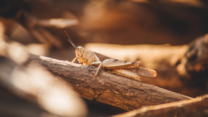 Praying mantis