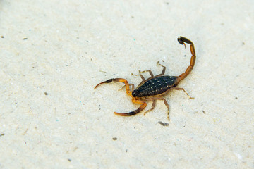 Scorpion Lychas scutilus small body have color black and orange striped an insect poisonous live in the tropics on brown paper ground.