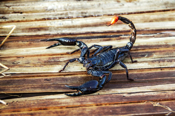 Giant forest blue scorpion Heterometrus spinifer on nipa leaf dry.