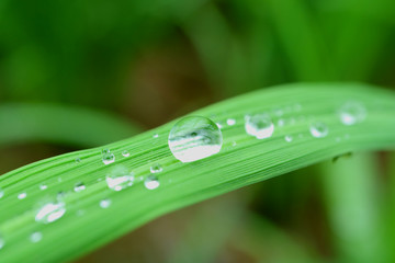 Various size of crystal clear water droplets on the vibrant green leaf in morning sunlight 