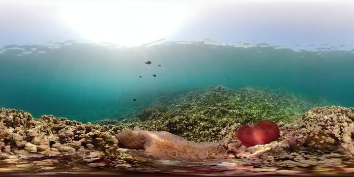 coral reef and tropical fish. vr360 underwater world with corals and lot fish. Hard and soft corals underwater landscape