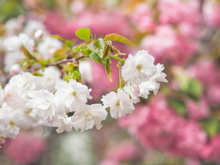 flowers of tree