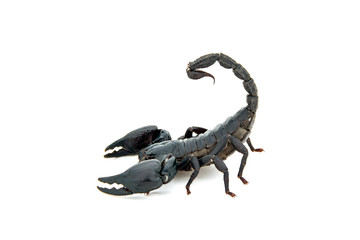 Asian giant forest scorpion Heterometrus laoticus on white background.